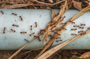 keep ants out of your home