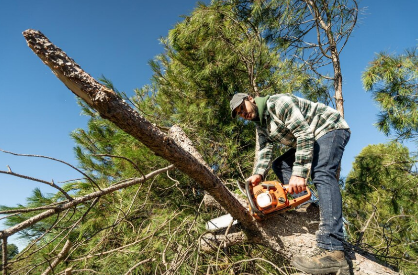 experts to remove your tree