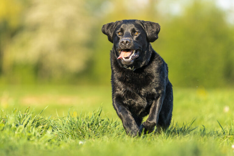 Labrador breeder