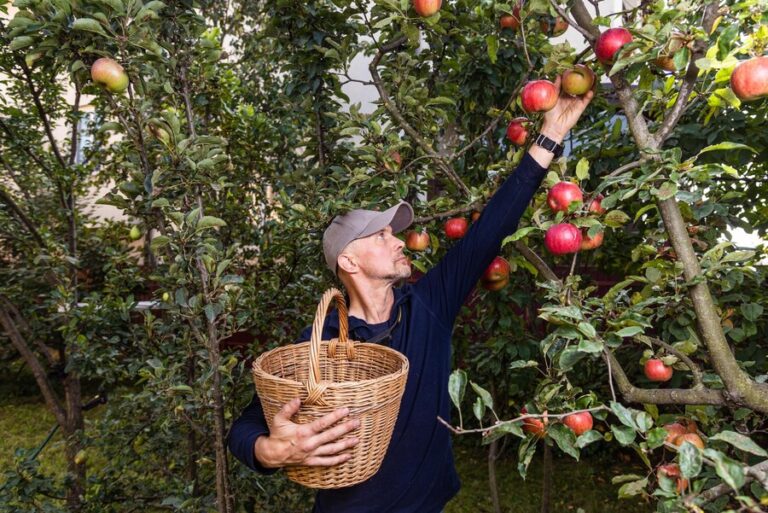 The Joy of Gardening: Cultivating Your Own Apple Orchard