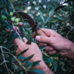 Maximizing Your Olive Yield with Olive Netting: A Comprehensive Guide