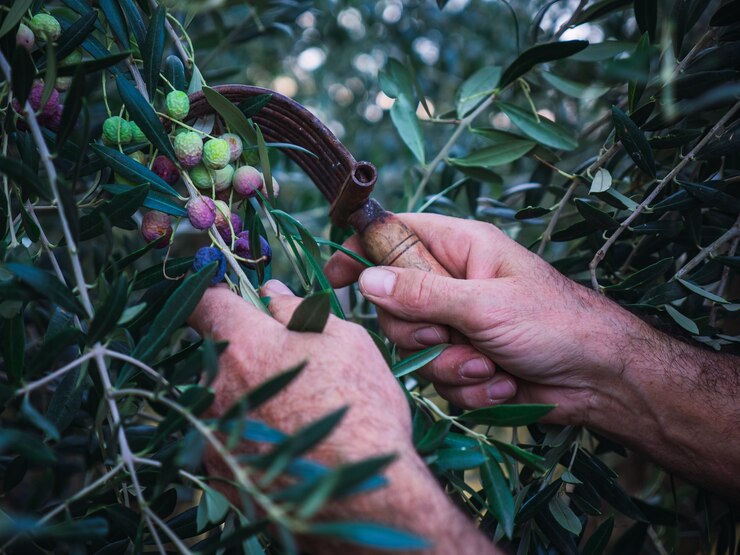 Maximizing Your Olive Yield with Olive Netting: A Comprehensive Guide